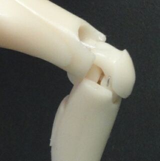 �G�J�o�[�p�[�c�̉���